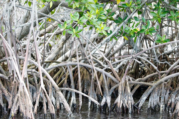 Florida Keys Wildlife and Sunsets