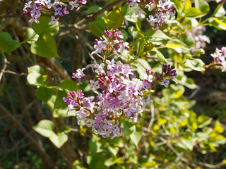 (Syringa Microphylla) Thyrses de petites fleurs rouge à roses rose clair et boutons floraux...