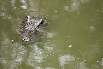 The big crocodile in the farm