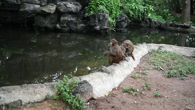 Red face monkeys Rhesus macaque big family in tropical nature park of Hainan, China. Cheeky monkey in the natural forest area. Wildlife scene with danger animal. Macaca mulatta slow motion video