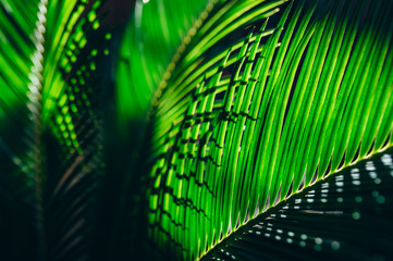 Palm leaf illuminated in light and dark, soft sunshine illuminating against.Selective focus. Concept of beauty