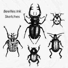 Full beetles ink sketches pack