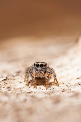 Tiny jumping spider sitting on bark