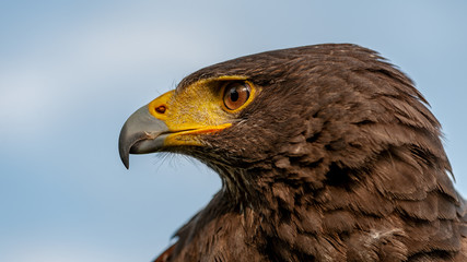 16/9 aspect ratio panoramic format portrait photo of Harris's Hawk or Harris Hawk (Parabuteo...