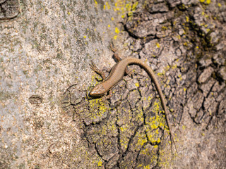 Lizard climbs on the bark of a tree