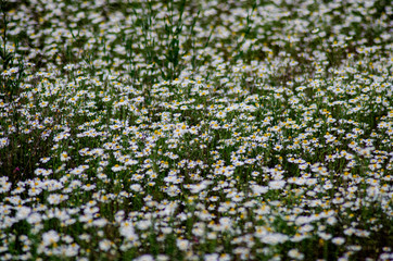 field of white flowers