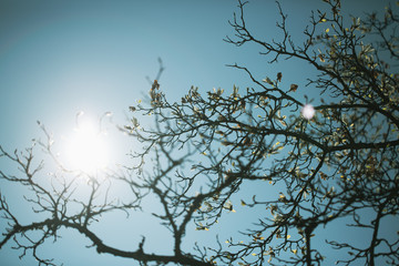 flowering tree in the park, spring time