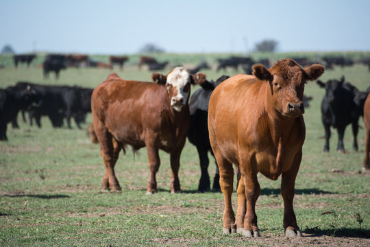 Paisaje, ganado, manada, campos Argentinos