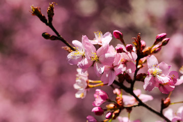 Cherry blossoms with blue sky, flowering, spring