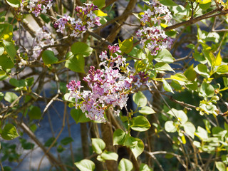 Fototapeta premium Thyrses de petites fleurs rouge à roses rose clair et boutons floraux teinté de mauve du lilas à petites feuilles ou lilas de Chine (Syringa Microphylla)