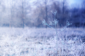 Dry plant twigs with frost