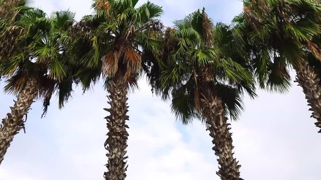 set of palm trees at noon swaying in the air