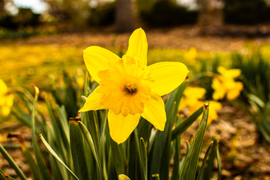 Daffodils In Spring