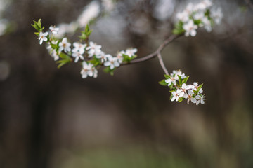 Spring Cherry blossoms, pink flowers.