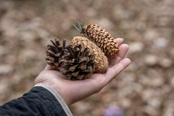 Hands hold cones of fir trees of different shapes.