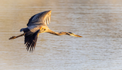 heron in flight