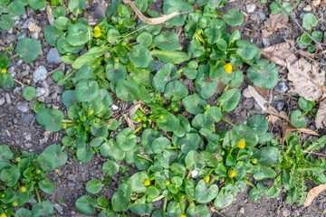 First flowers on dry ground