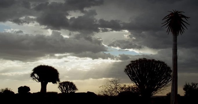 Stunning view on the amazing cloudy sky over the Quiver Tree Forest, 4k