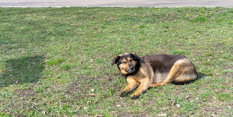 Homeless dog lies on the grass under the sun