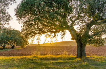 spring sunset the field under the trees