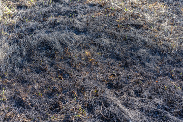 Scorched grass on the ground