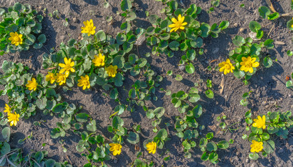 First yellow flowers in spring