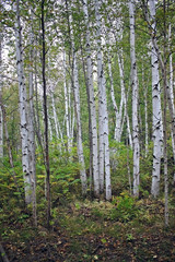 Birch grove