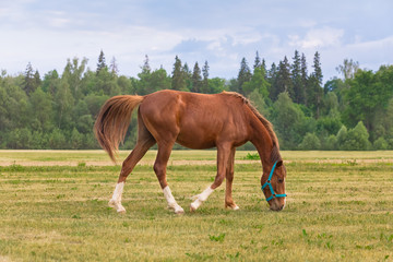 Obraz premium The young red stallion is on the field. Foal 2 years old in blue headband. In the background, forest and cloudy sky. Overcast day in the village. Banner size for inscription