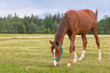 The young red stallion is on the field. Foal 2 years old in blue headband. In the background,...