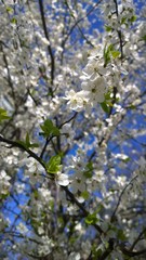 Blooming Cherry Tree. Blooming cherry tree garden.