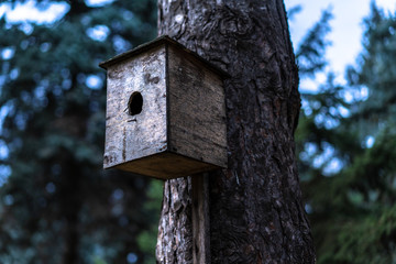 Birdhouse for birds mounted on a tree
