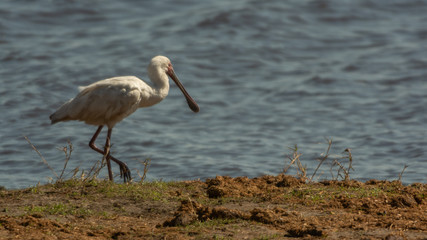 Looking for a big fish