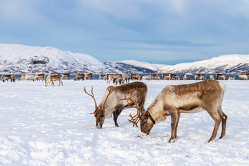 allevamento di renne vicino a Tromsø © graziartw