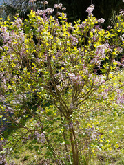 Syringa Microphylla 'Superba' |  Lilas de Chine ou lilas à petites feuilles aux petites fleurs et boutons floraux rose pâle à rouge teintés de mauve