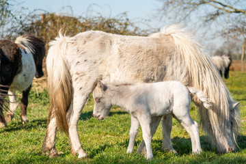 Naklejka na ściany i meble Cute shetland pony. Foal of a small horse with its mother