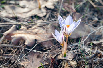crocus