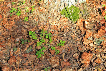Chelidonium in the spring forest