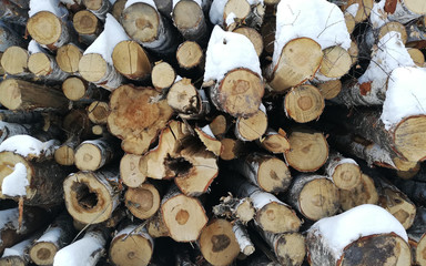 Trees cut down and stacked winter photo