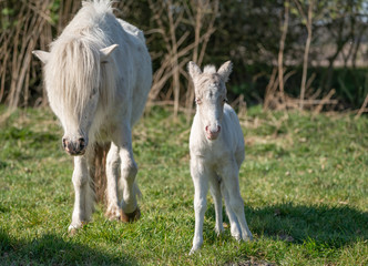 Cute shetland pony. Foal of a small horse with its mother.