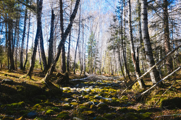 Obraz premium beautiful birch forest at Hemu village, China