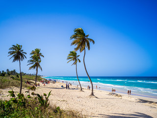 Palm trees on a tropical beach