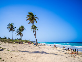 Palm trees on a tropical beach