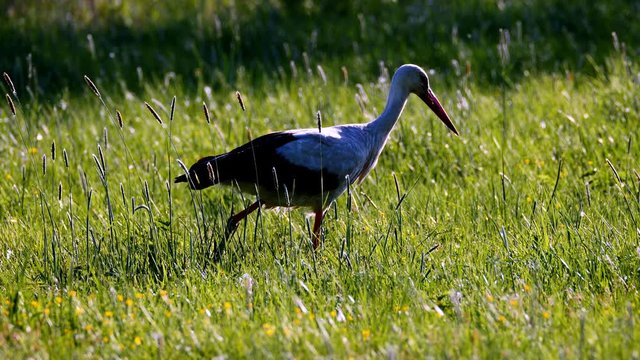 Brodzący po wiosennej łące w porannym słońcu Bocian biały (Ciconia ciconia) 