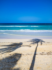 Three shadows of palm trees on a tropical beach