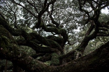 Angel oak tree in Johns Island South Carolina