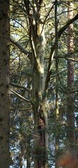 Fototapeta premium Schöner Baum im Licht