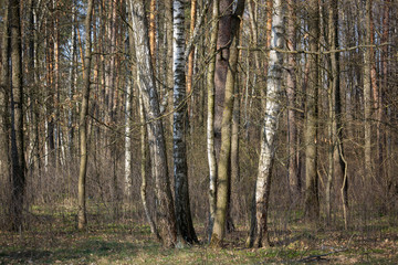 Obraz premium Mixed forest, clearings and paths in the early morning.