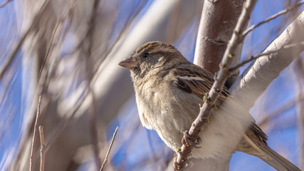 Gorrion en Mar del plata provincia de buenos aires