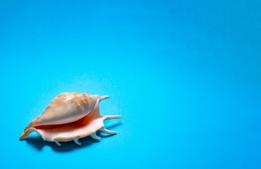 Light shells on a blue background