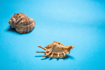 Light shells on a blue background